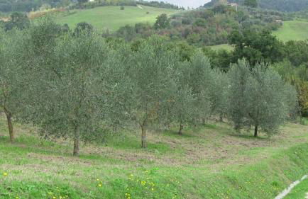 Agriturismo Frallarenza - Foto 56