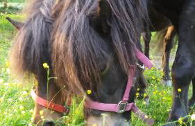 Ferienwohnung ehemalige Revierförsterei "Morgensünn" - Foto 21