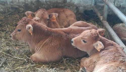 CASA CHANOS - Foto 5