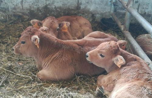 CASA CHANOS - Foto 5