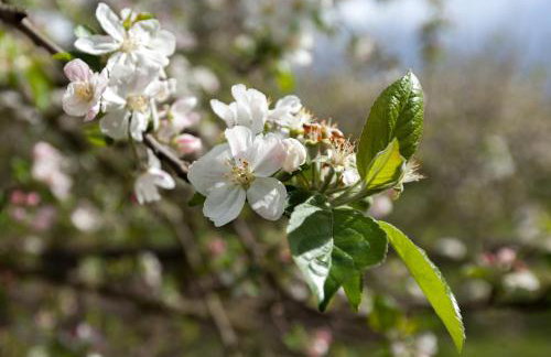 Casa da Eira "Lavoura da Bouça - Fruta Bio" - Foto 54