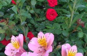 Visitar Bioucas II - Casa Tradicional Familiar - Foto 21