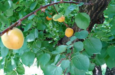 Les Abricots - Foto 8