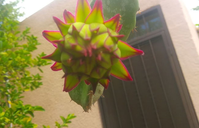 Room in Guest Room - Padrino's Hostal La Paz Full House - Foto 4