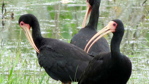 Garzas en Ibare-Mamoré