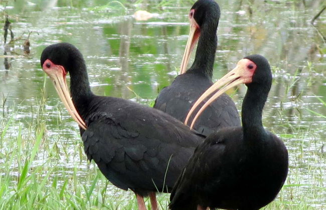 Gran Mojos Birdwatching Activity - Foto 3