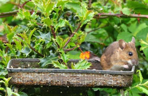 Hoarthorns Hideaway Forest of Dean - Foto 28