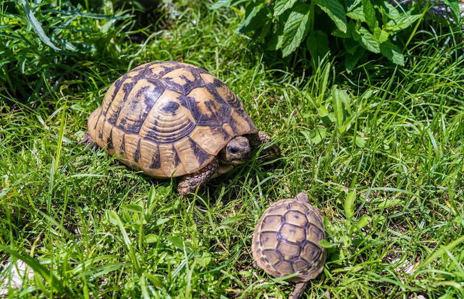 Apartment Marieta - Foto 36