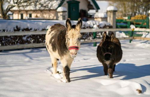 Ferienhof Homann Sauerland - Foto 37