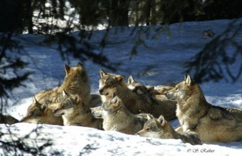 Les LOGIS DE LA CHAPELLE classés 3 étoiles - Foto 3
