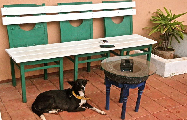 The Assagao House Luxury Villa - Photo 62