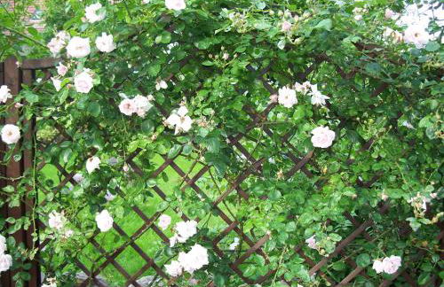 Haus Marcus - Foto 16