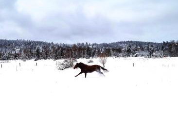 ApaLuza - Góry Izerskie & Karkonosze - Pool - Horses - Nature - Foto 53