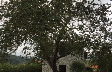 Flor de Pomar - Foto 80