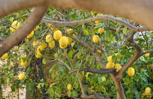 MARILISE - La maison blue private garden & terrace - Photo 15