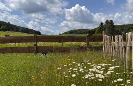 EifelChalet Niederehe - Foto 26