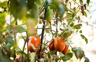 Apartment Podmeje11 - Foto 26