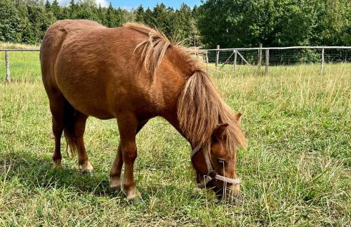 Agroalpaka Mazury - Foto 22