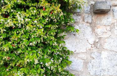 Villa Vicenca - Foto 55