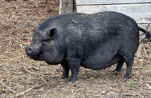 Gîte des 3 vallées - Foto 13