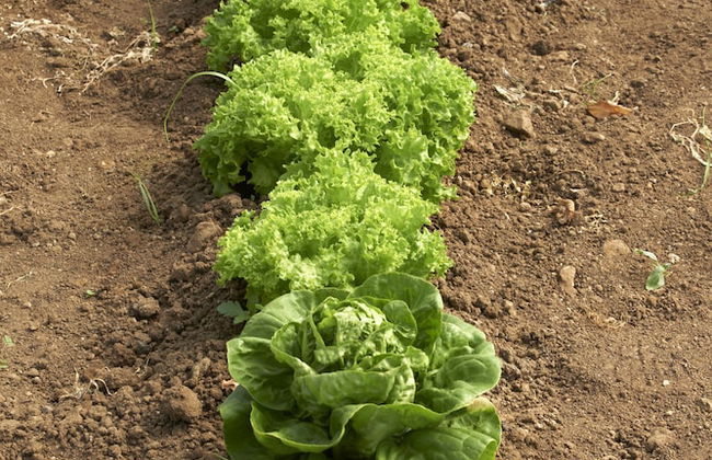 Masia Heredad La Boquilla - Foto 25