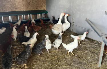 Agriturismo a casa di Susanna - Foto 6