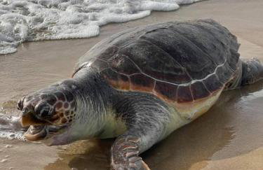 Villa Anastasia! in STROFYLIA pine FOREST!!! - Foto 65