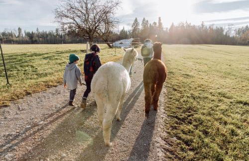 Ferienhof Petermühle Urlaub mit Alpakas - Foto 51