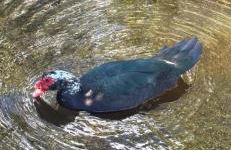 Cardinal vacations - Foto 7