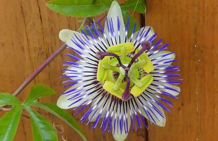 Studio chez Nathalie & Eric - Foto 2