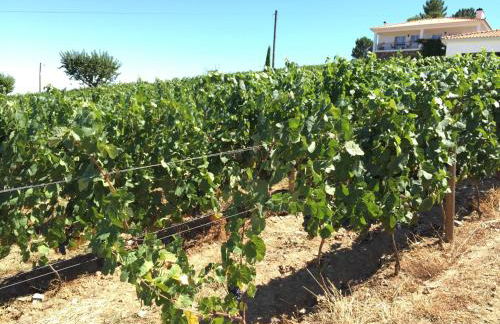 Quinta dos Espinheiros - Foto 53