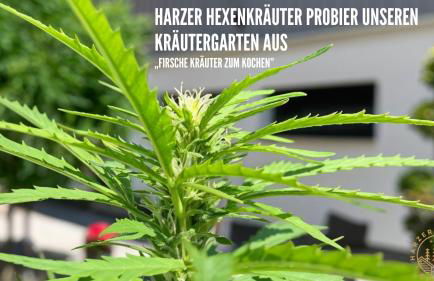 HARZER HEALING CENTER 2024 Gemütliche Landhauswohnung mit Fussbodenheizung,XXL Kochinsel,XXL Regenduschen,Modern,Hochwertig,Persönlich,Vollausgestattet - Foto 18