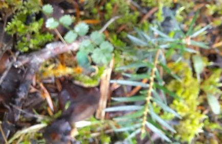 Wood Cabins by the River - for Nature Lovers - Photo 69