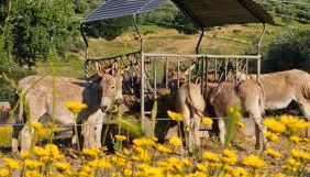 Agriturismo Fattoria Di Maiano - Foto 3