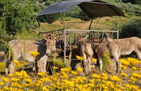 Agriturismo Fattoria Di Maiano - Foto 3