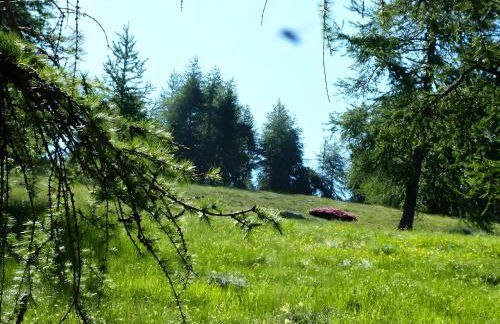 Bergeriedekakisse Mercantour - Foto 19