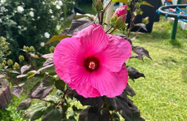 Ferienwohnung am Elberadweg - Foto 1