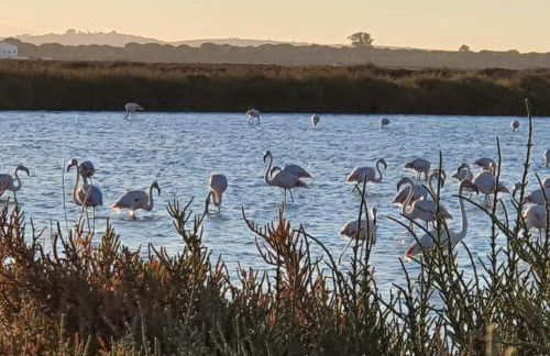 DULCE CARMEN - Photo 48