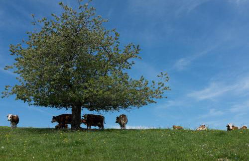 Sigmundenhof Schonach - Foto 12