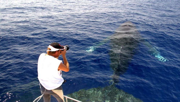 Humpback Whale Watching in Kailua-Kona - Foto 3