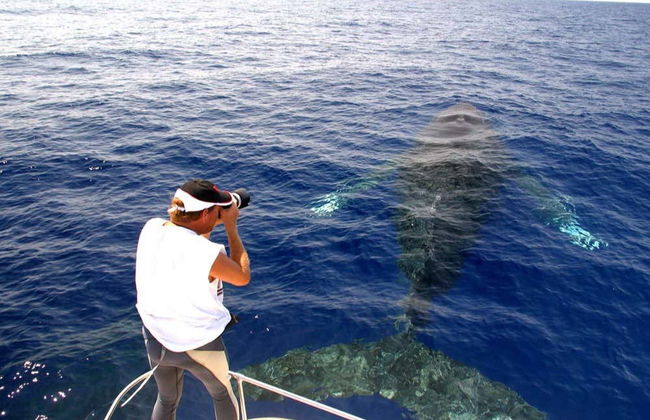 Humpback Whale Watching in Kailua-Kona - Foto 3