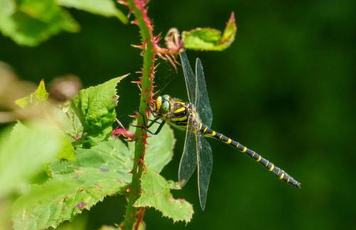 The Old Mill Annexe - Foto 76