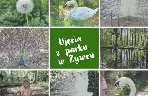 Apartamenty Pilsko Korbielów komfortowe mieszkania dla rodzin i narciarzy w Beskidach - Foto 29