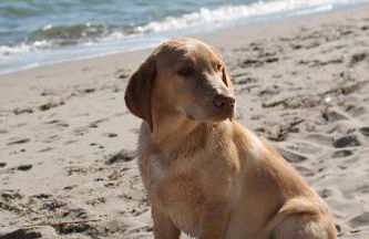 Forsthaus Wendt - Foto 21