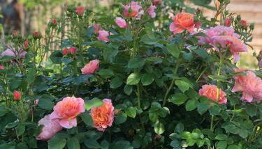 Ferienhaus Creutzig am Bodensee - für Familien und Gruppen - Foto 3