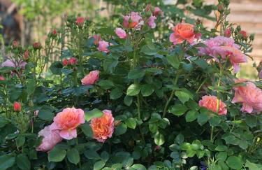 Ferienhaus Creutzig am Bodensee - für Familien und Gruppen - Foto 3