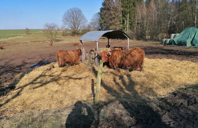 Relaxing Holiday Home in Willersdorf in the Forest - Photo 72