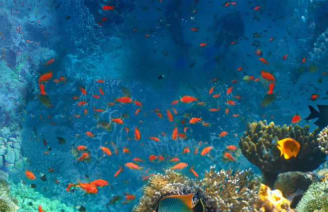 Snorkeling dans la mer Rouge - Photo 5