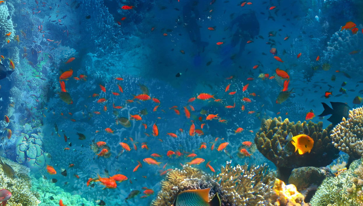 Red Sea Snorkelling Experience - Photo 1, Red Sea Snorkelling Experience