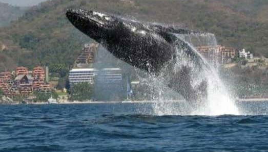 Whale breaching